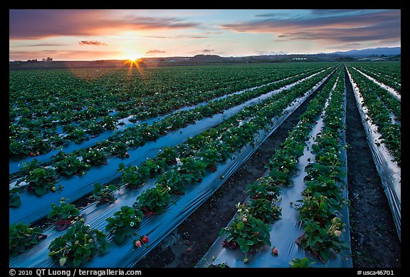 Raws of strawberries and sunset. Watsonville, California, USA
