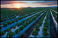 Raws of strawberries and sunset. Watsonville, California, USA