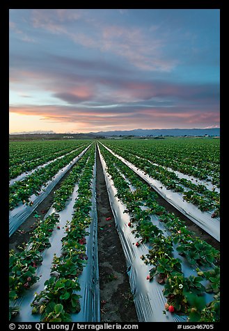 Strawberry plasticulture, sunset. Watsonville, California, USA (color)