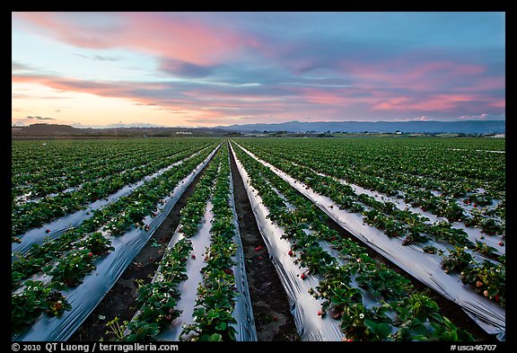 Strawberry field. Watsonville, California, USA