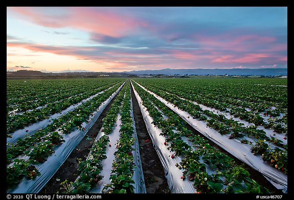 Strawberry field. Watsonville, California, USA (color)