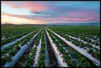 Strawberry field. Watsonville, California, USA