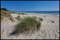 Palm Beach state park. Watsonville, California, USA