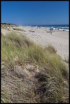 Dune grass, palm beach. Watsonville, California, USA (color)