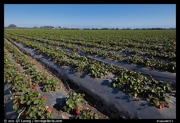 Cultivation of strawberries using plasticulture. Watsonville, California, USA