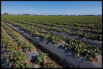 Cultivation of strawberries using plasticulture. Watsonville, California, USA ( color)