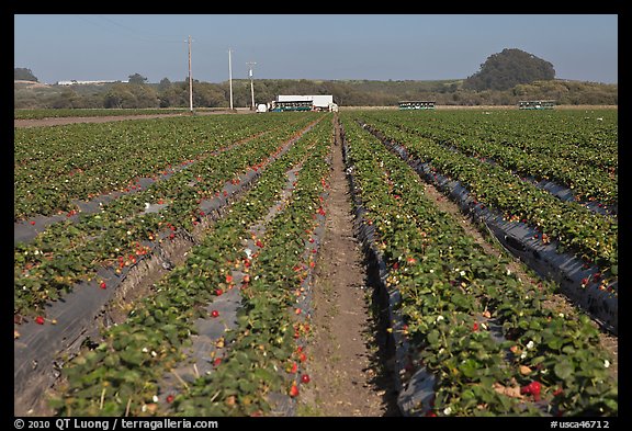 Strawberry farm. Watsonville, California, USA (color)