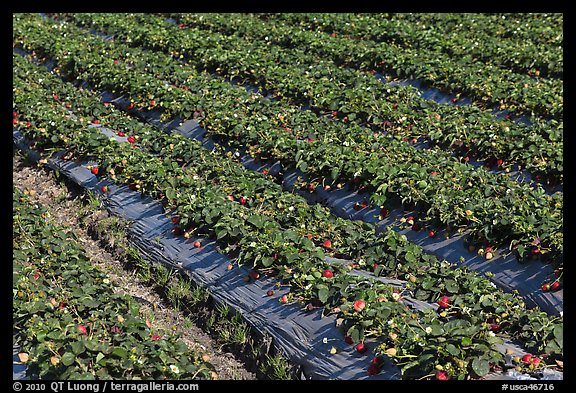 Rows of strawberries close-up. Watsonville, California, USA (color)