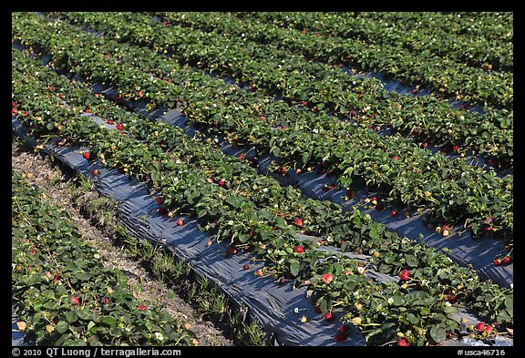 Rows of strawberries close-up. Watsonville, California, USA