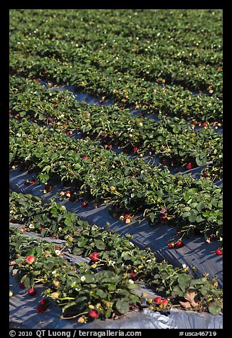 Strawberry crops on raised beds. Watsonville, California, USA (color)