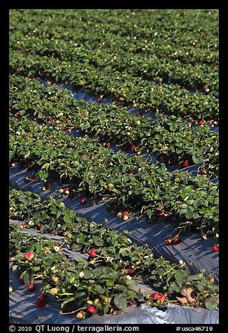 Strawberry crops on raised beds. Watsonville, California, USA