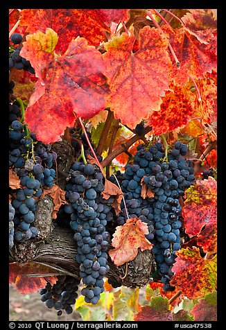 Red wine grapes on vine in fall. Napa Valley, California, USA (color)