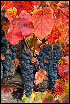 Red wine grapes on vine in fall. Napa Valley, California, USA (color)