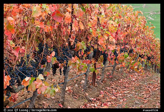 Row of wine grapes in autumn. Napa Valley, California, USA (color)