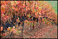 Row of wine grapes in autumn. Napa Valley, California, USA (color)