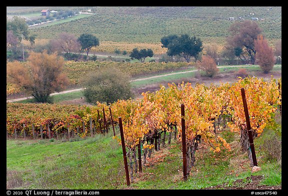 Vineyard landscape in autumn. Napa Valley, California, USA (color)