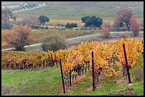 Vineyard landscape in autumn. Napa Valley, California, USA