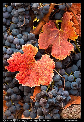 Close-up of grapes and red leaves in autumn. Napa Valley, California, USA