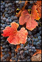 Close-up of grapes and red leaves in autumn. Napa Valley, California, USA