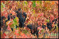 Grape and red grape leaves on vine in fall vineyard. Napa Valley, California, USA (color)