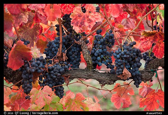 Grapes and red leaves on vine in fall. Napa Valley, California, USA (color)