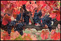 Grapes and red leaves on vine in fall. Napa Valley, California, USA