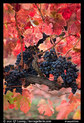 Vine with wine grapes and red leaves in autumn. Napa Valley, California, USA (color)