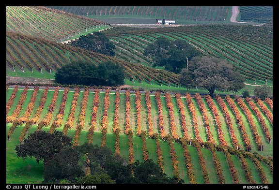 Oak trees and vineyard. Napa Valley, California, USA