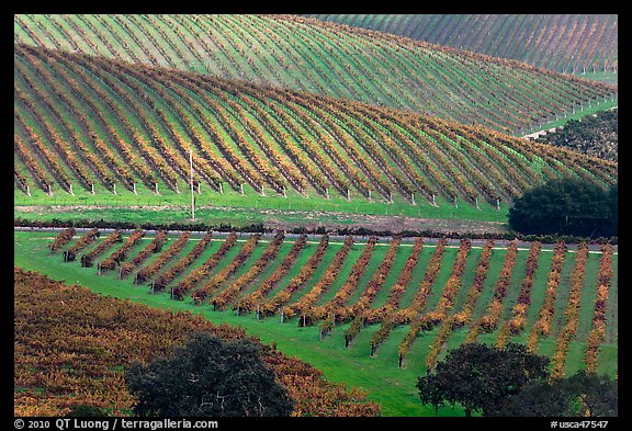 Hillside with rows of vines. Napa Valley, California, USA