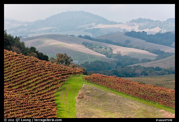 Vineyard and hazy hills. Napa Valley, California, USA (color)