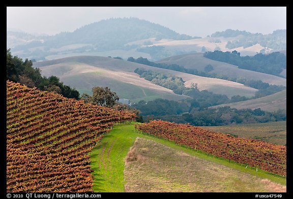 Vineyard and hazy hills. Napa Valley, California, USA