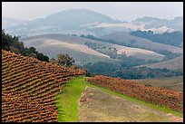 Vineyard and hazy hills. Napa Valley, California, USA ( color)