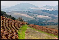 Vineyard and hazy hills. Napa Valley, California, USA (color)