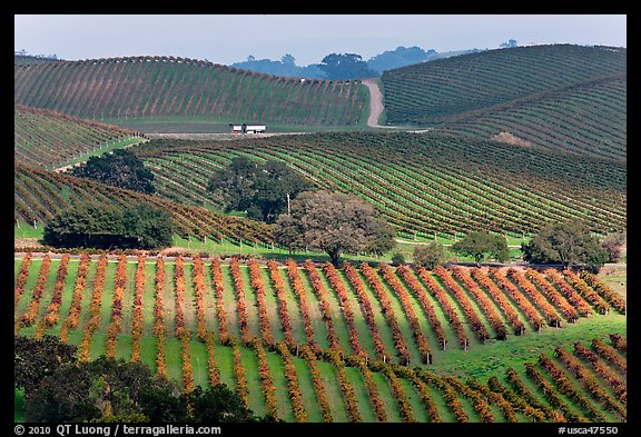 Wine country scenery in Carneros Valley. Napa Valley, California, USA