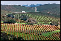 Wine country scenery in Carneros Valley. Napa Valley, California, USA