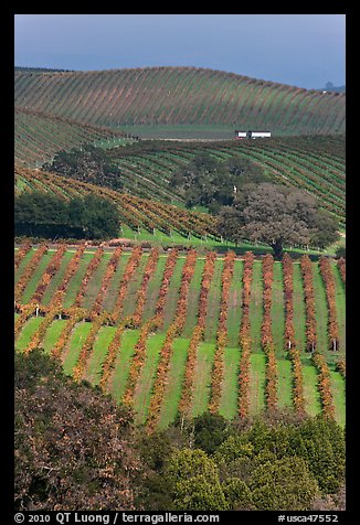 Carneros Valley Vineyard landscape in autumn. Napa Valley, California, USA (color)