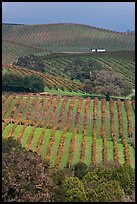 Carneros Valley Vineyard landscape in autumn. Napa Valley, California, USA (color)