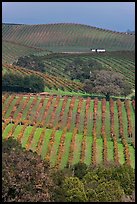 Carneros Valley Vineyard landscape in autumn. Napa Valley, California, USA ( color)