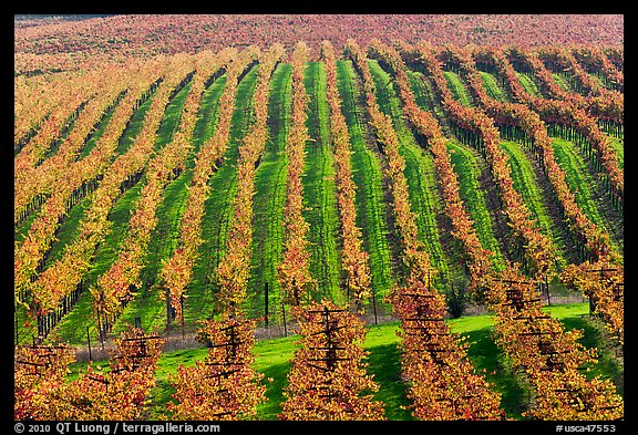 Rows of wine grapes in autumn colors. Napa Valley, California, USA (color)