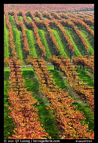 Vineyard with rows of vines in autumn. Napa Valley, California, USA (color)