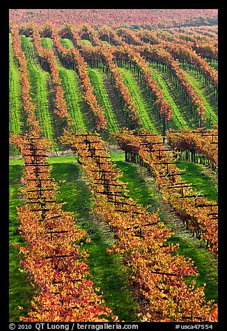 Vineyard with rows of vines in autumn. Napa Valley, California, USA (color)