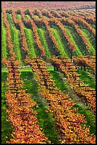 Vineyard with rows of vines in autumn. Napa Valley, California, USA