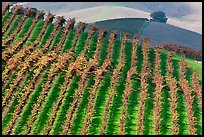 Colorful row of vines and hazy hills. Napa Valley, California, USA (color)