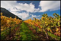 Rows of wine grapes with yellow leaves in autumn. Napa Valley, California, USA (color)