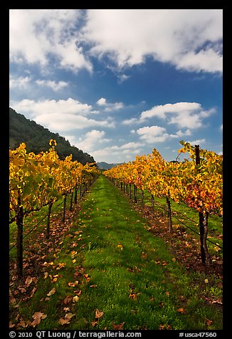 Rows of wine grapes with golden leaves in fall. Napa Valley, California, USA
