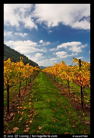 Rows of wine grapes with golden leaves in fall. Napa Valley, California, USA (color)