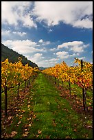 Rows of wine grapes with golden leaves in fall. Napa Valley, California, USA