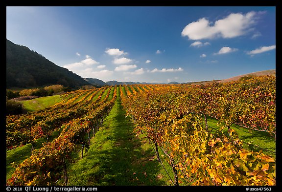 Golden fall colors on grape vines in vineyard. Napa Valley, California, USA (color)