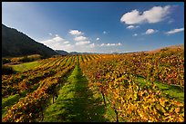 Golden fall colors on grape vines in vineyard. Napa Valley, California, USA