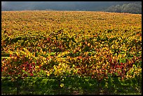 Large vineyard with golden fall colors. Napa Valley, California, USA ( color)